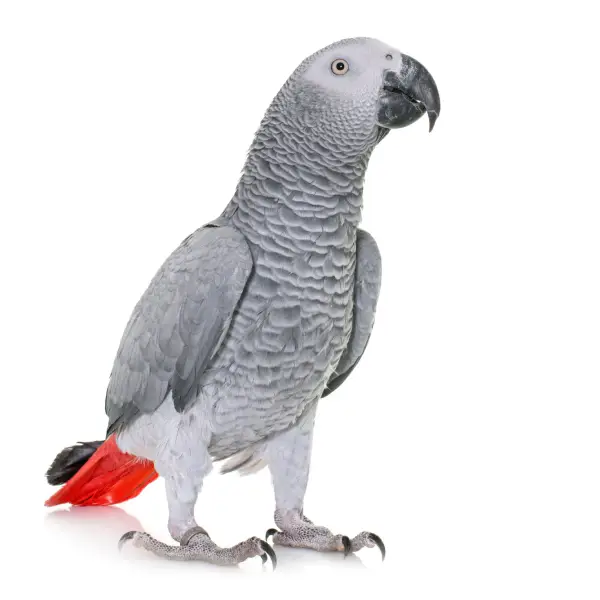 Medium Birds Behavioral Counseling & Modification