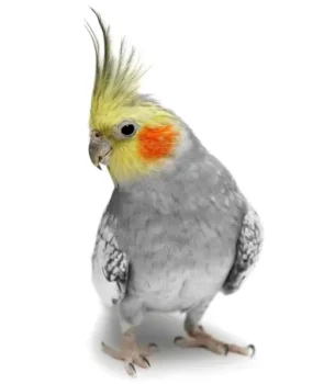 Small Birds Mobile Bird Grooming
