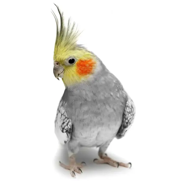 Small Birds Mobile Bird Grooming